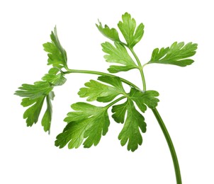 Photo of Sprig of fresh green parsley leaves isolated on white