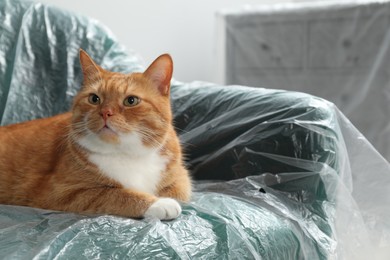 Photo of Cute ginger cat resting in armchair covered with plastic film indoors, closeup. Space for text