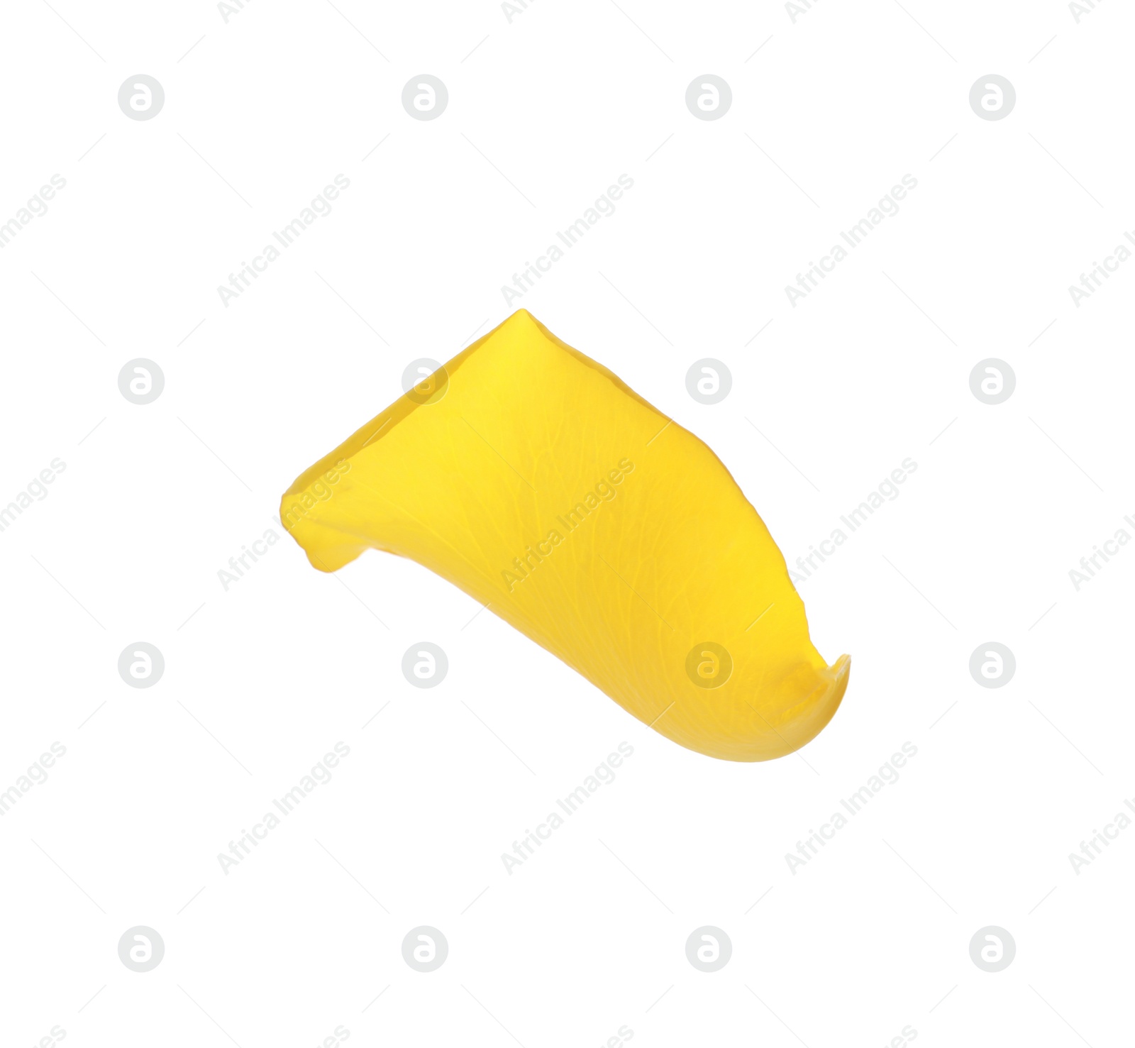 Photo of Beautiful yellow rose petal isolated on white