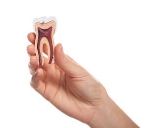 Photo of Woman holding educational model of tooth in hand on white background