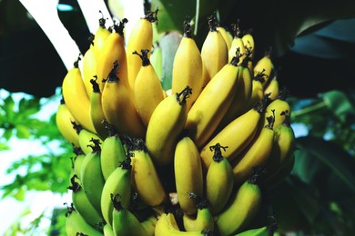 Photo of Delicious bananas growing on tree outdoors, closeup view