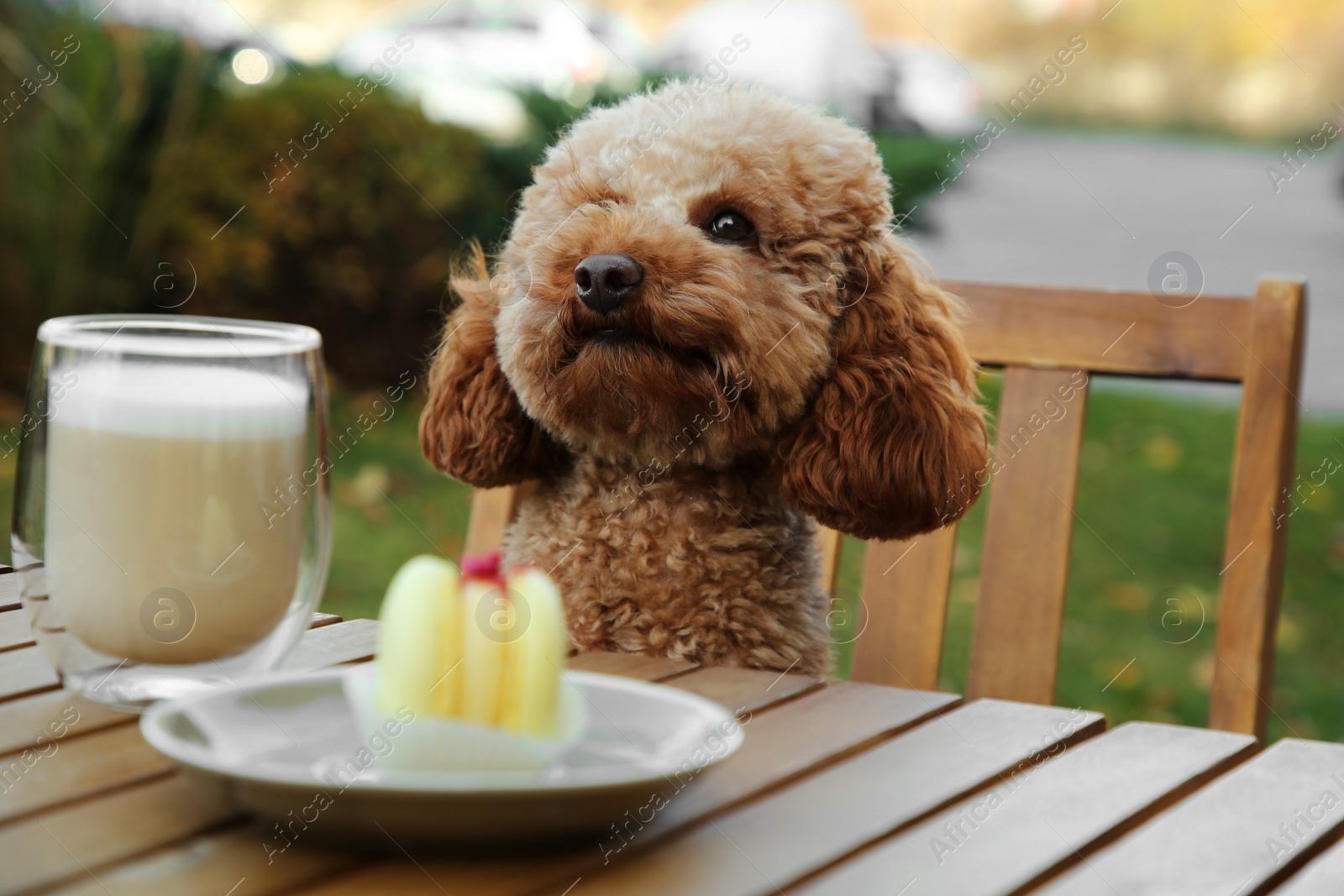 Photo of Cute fluffy dog at table with coffee and macaron in outdoor cafe