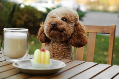 Cute fluffy dog at table with coffee and macaron in outdoor cafe