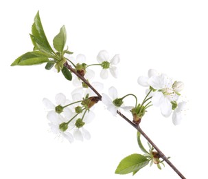 Photo of Spring branch with beautiful blossoms and leaves isolated on white