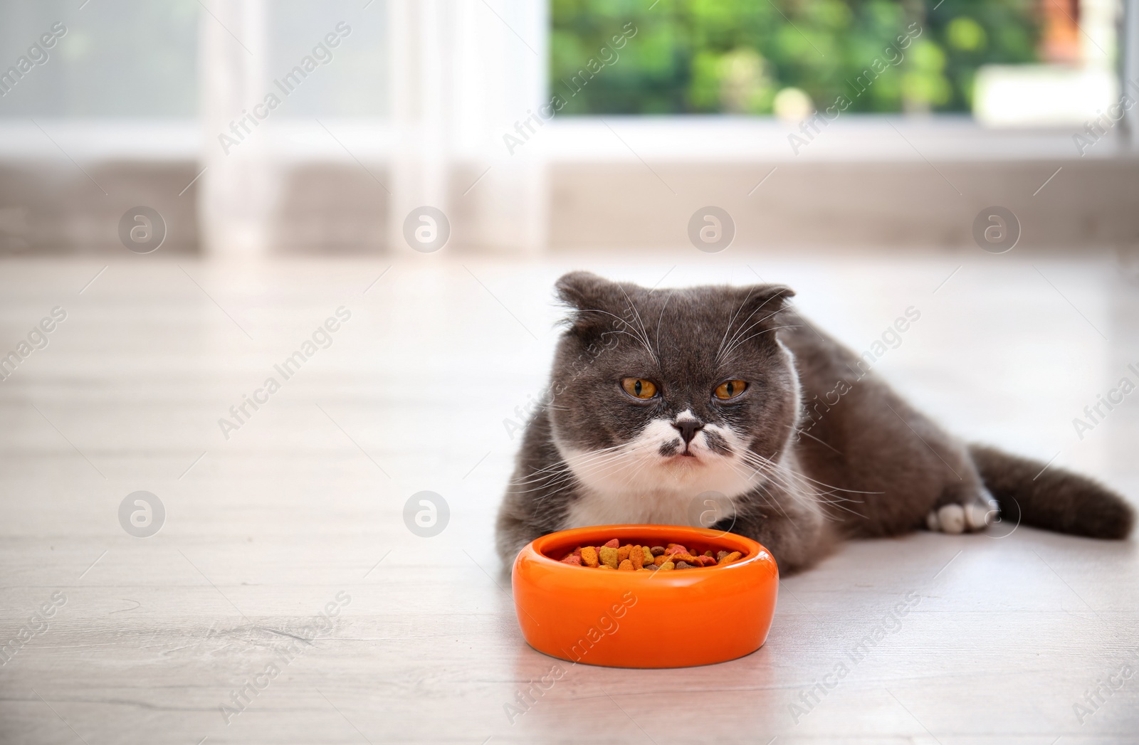 Photo of Adorable cat near bowl of food indoors. Pet care