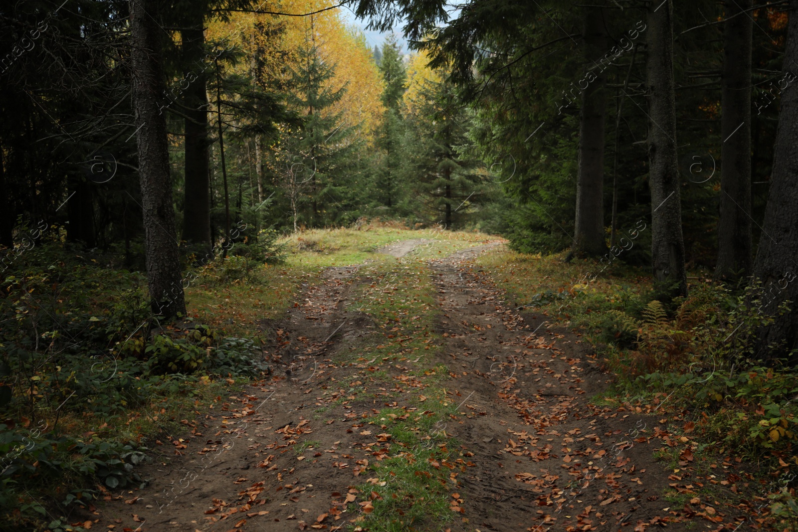 Photo of Beautiful view of pathway strewed with autumn leaves in forest