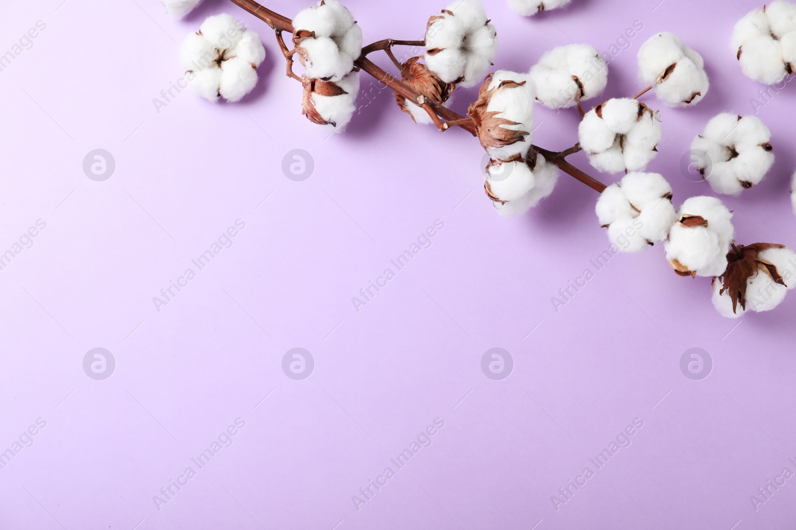 Photo of Fluffy cotton flowers on lilac background, top view. Space for text
