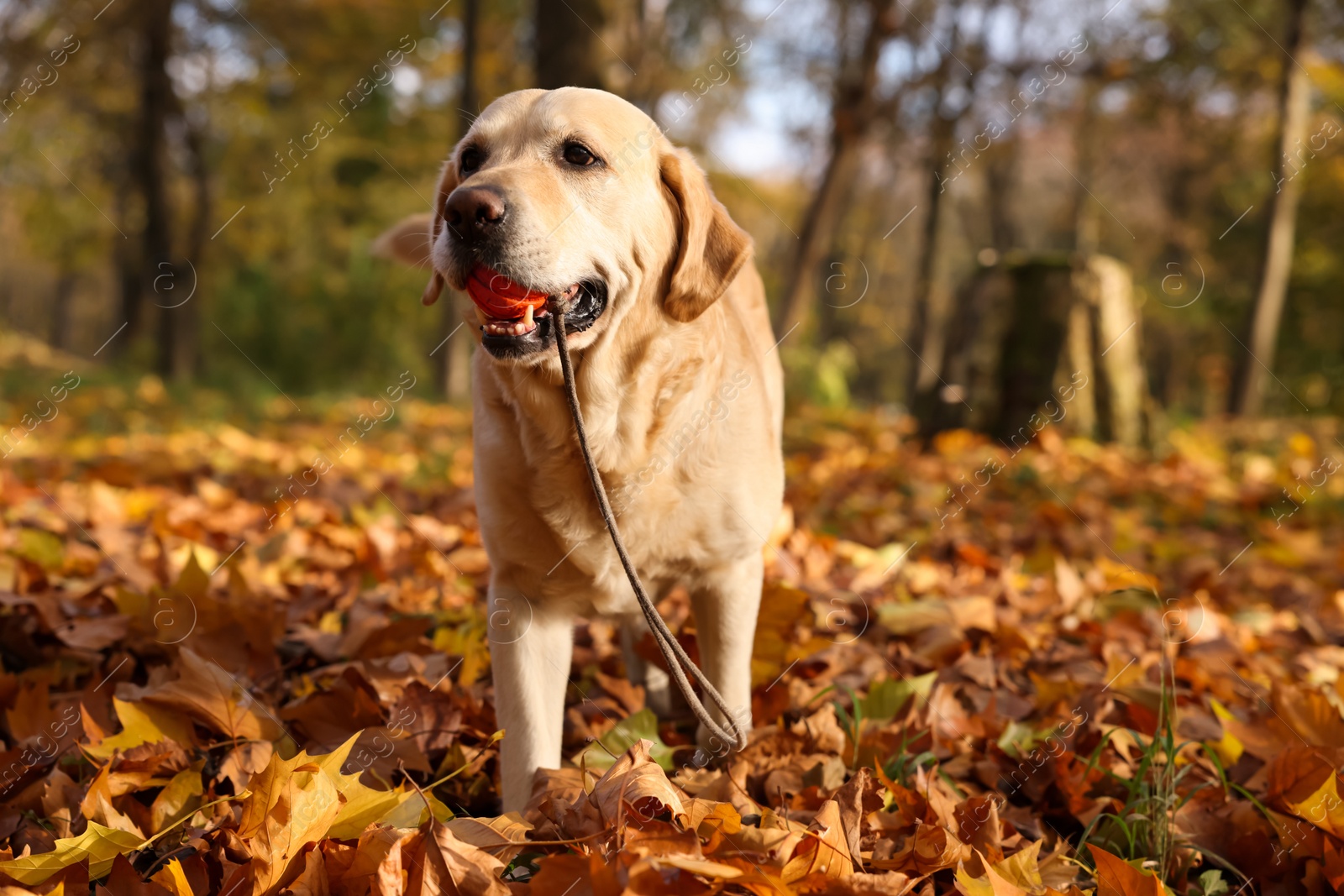 Photo of Cute Labrador Retriever dog with toy ball in sunny autumn park