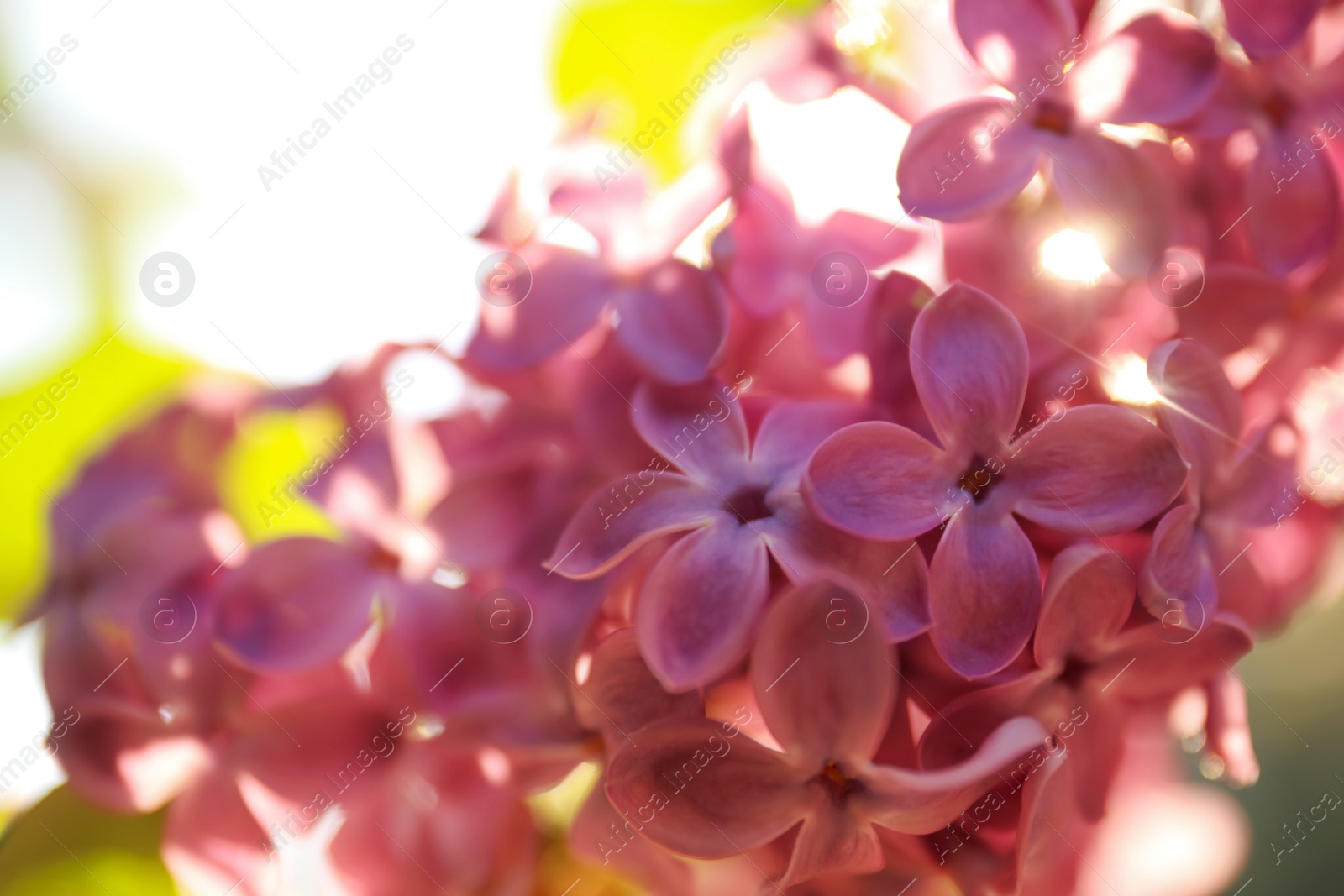 Photo of Closeup view of beautiful blooming lilac shrub outdoors