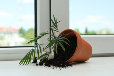 Overturned terracotta flower pot with soil and plant on white windowsill indoors