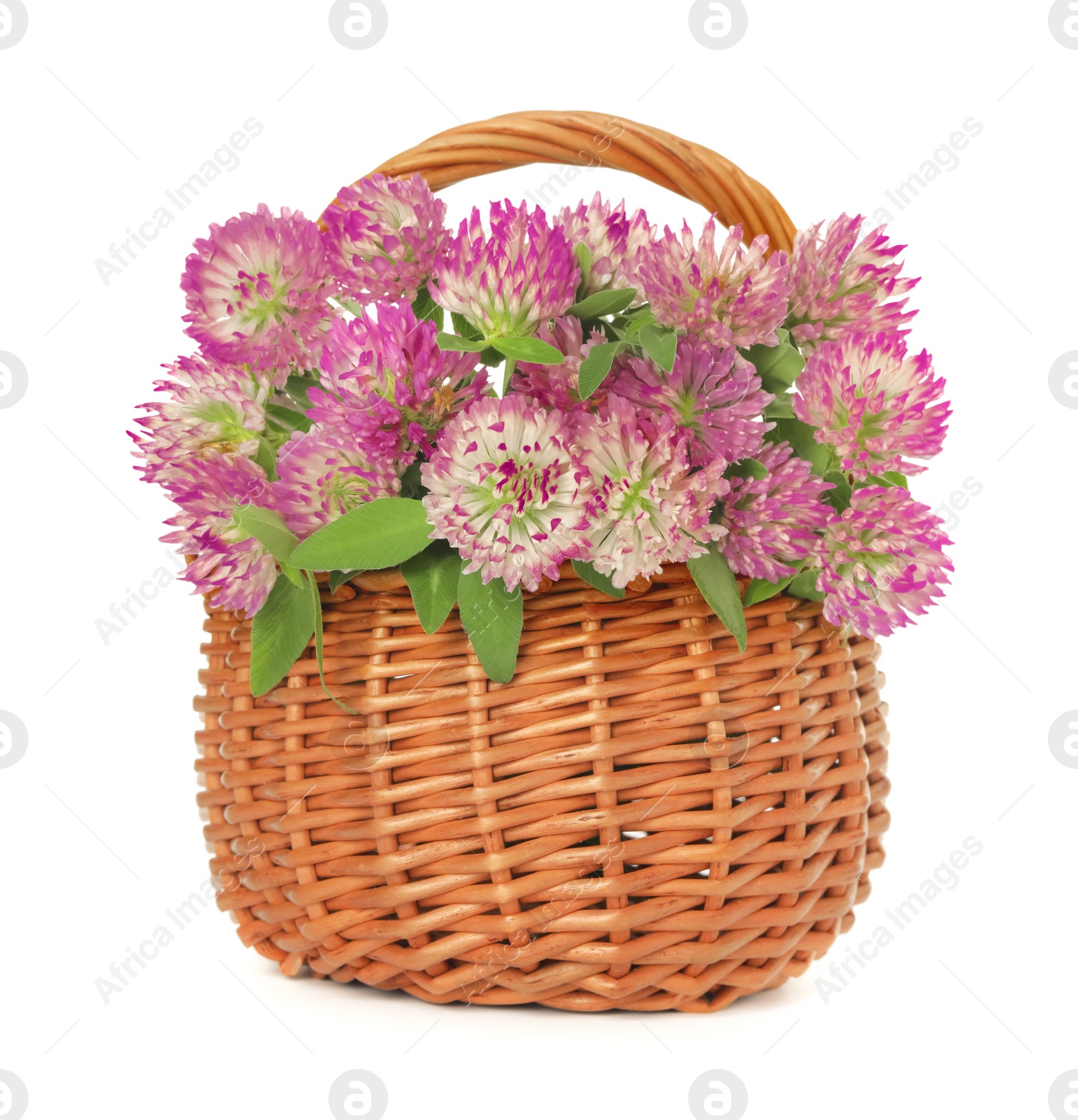 Photo of Beautiful blooming clover flowers in wicker basket isolated on white