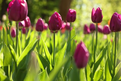 Beautiful purple tulips growing outdoors on sunny day, closeup