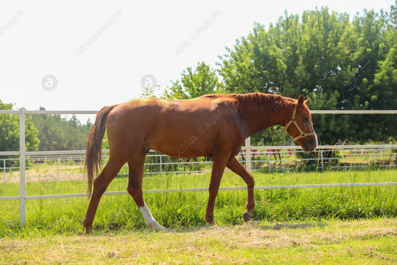 Photo of Chestnut horse in paddock on sunny day. Beautiful pet