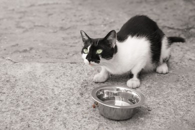 Stray cat near bowl with water outdoors