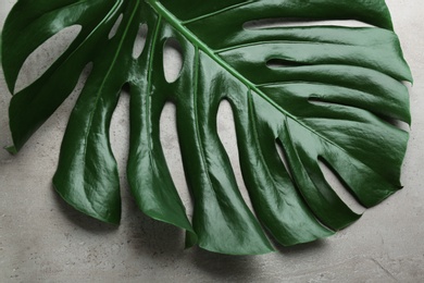 Beautiful monstera leaf on light grey background, closeup. Tropical plant