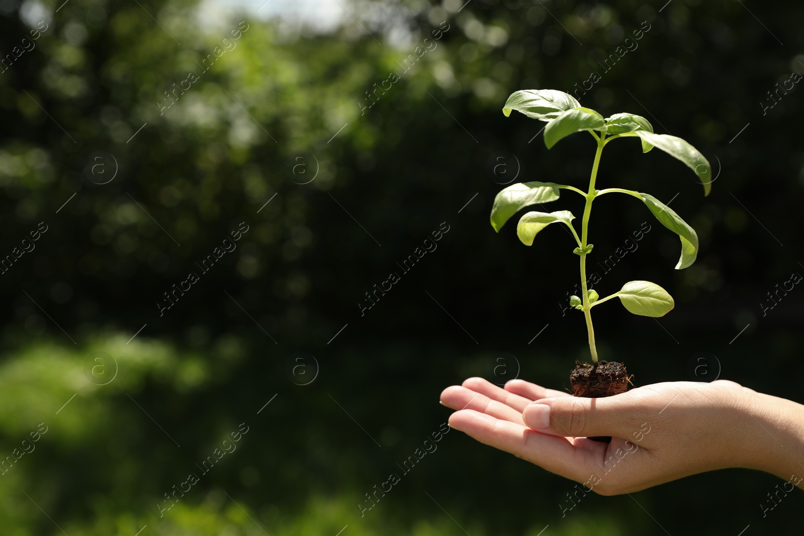 Photo of Woman holding beautiful seedling against blurred background, closeup. Space for text