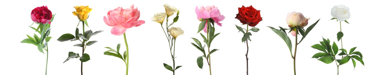 Image of Different beautiful flowers isolated on white, set