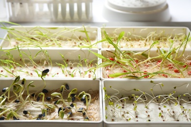 Containers with sprouted seeds on table in laboratory. Disease analysis