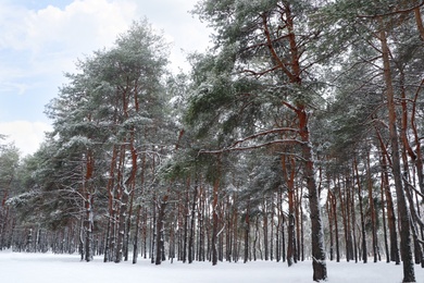 Photo of Picturesque view of beautiful forest covered with snow