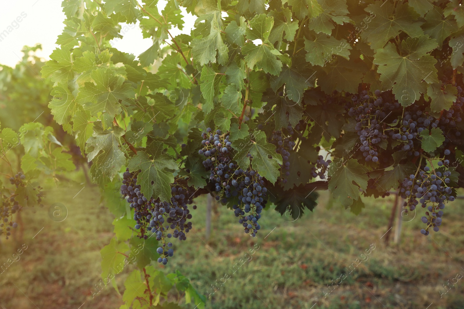 Photo of Delicious ripe grapes in vineyard. Harvest season