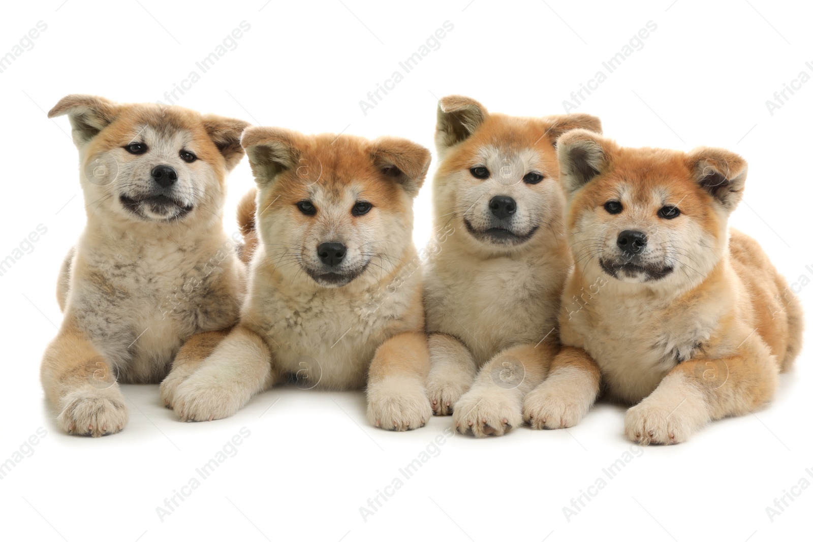 Photo of Cute akita inu puppies isolated on white