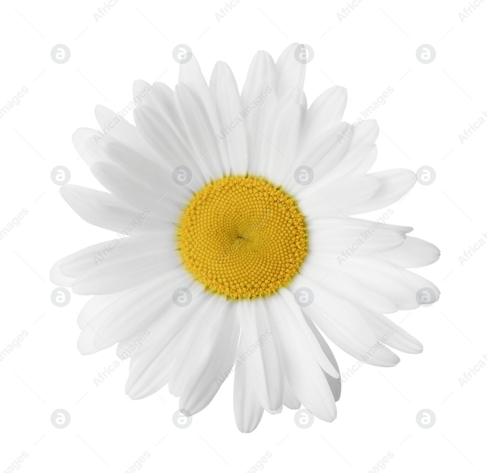 Photo of Beautiful fragrant chamomile flower isolated on white