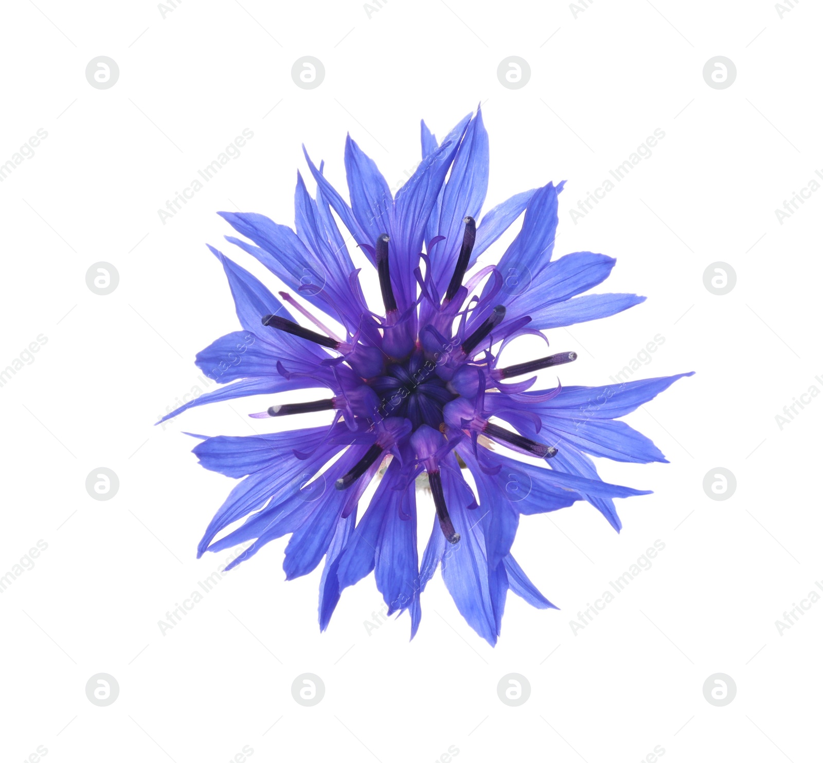 Photo of Beautiful light blue cornflower plant isolated on white