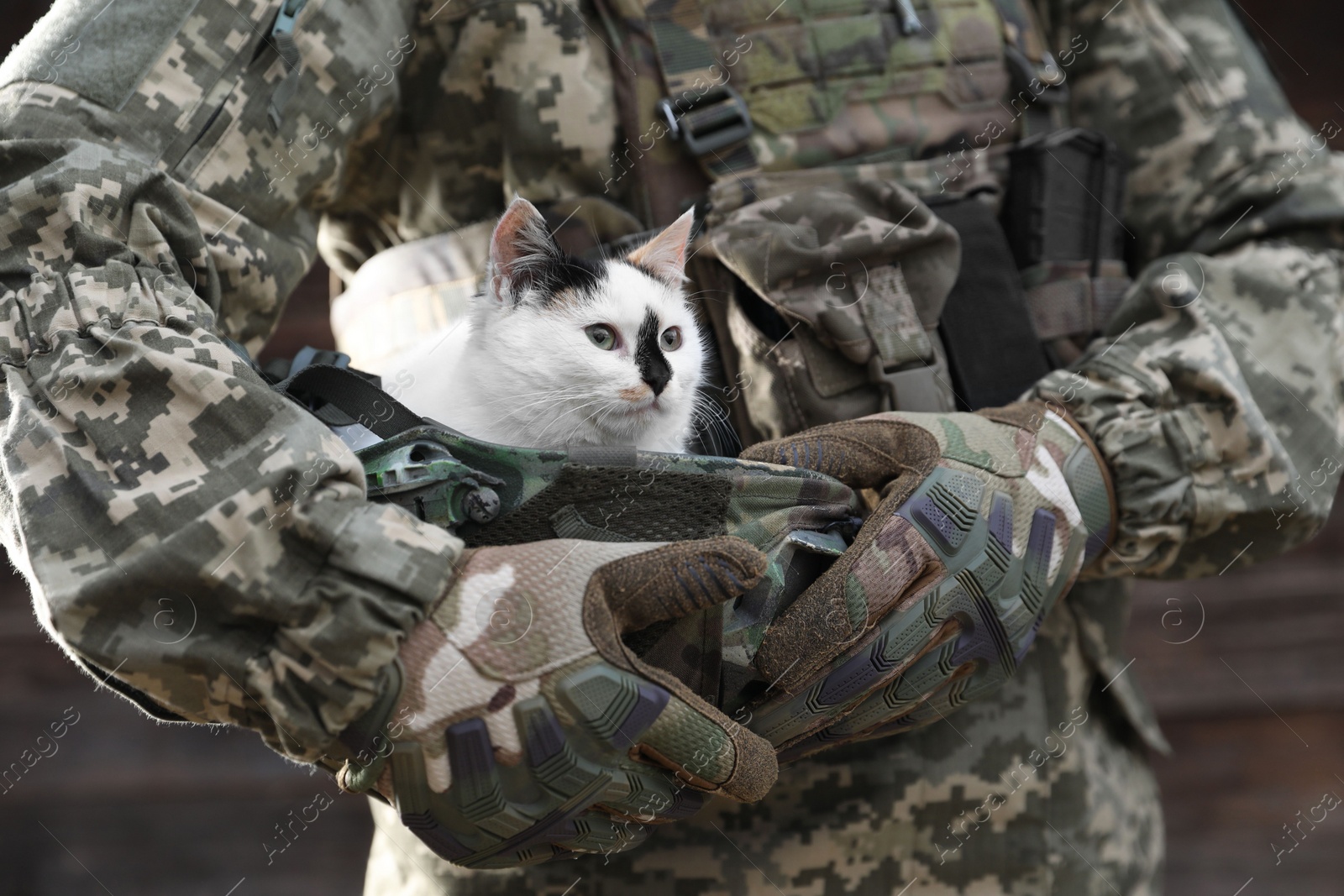 Photo of Ukrainian soldier rescuing animal. Little stray cat sitting in helmet, closeup