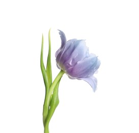 Image of Beautiful blue purple tulip isolated on white. Bright flower