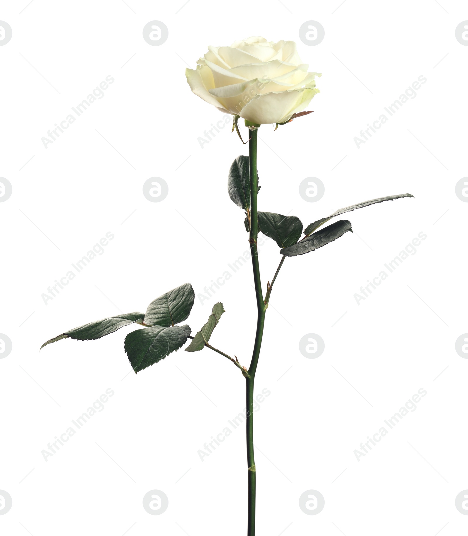 Photo of Beautiful blooming rose flower on white background