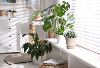 Photo of Beautiful potted plants on window sill at home