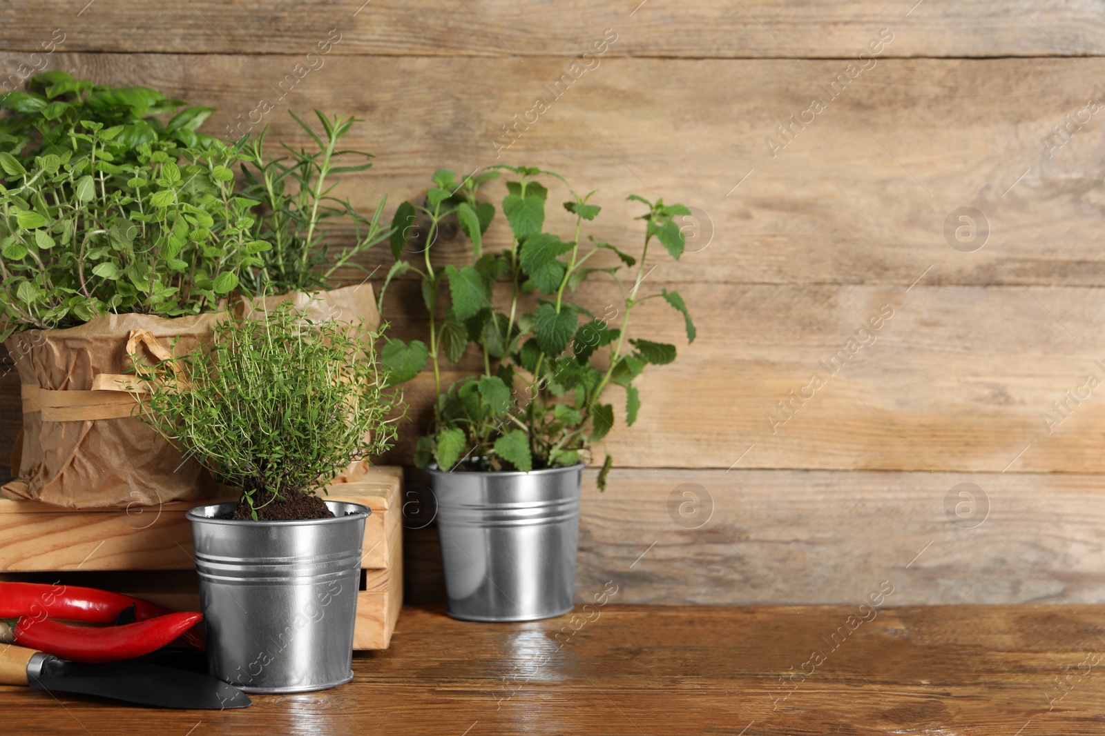 Photo of Different aromatic potted herbs, chili peppers and shovel on wooden table. Space for text