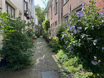 View of city street with many beautiful green plants