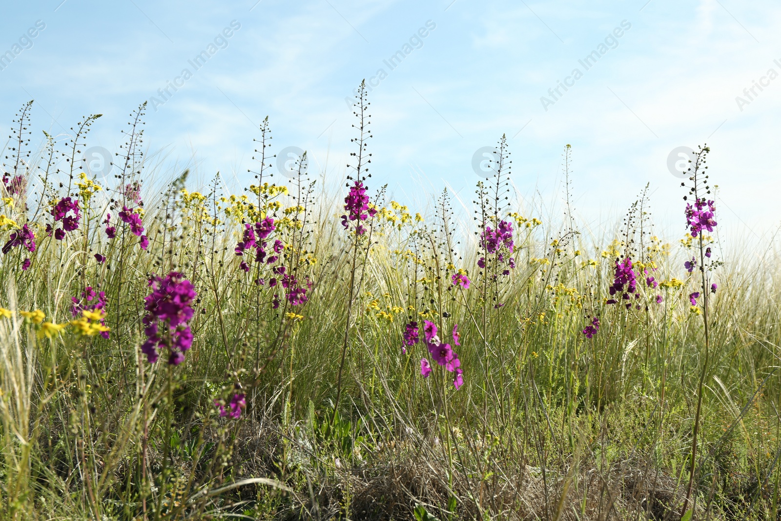 Photo of Beautiful flowers growing in meadow on sunny day