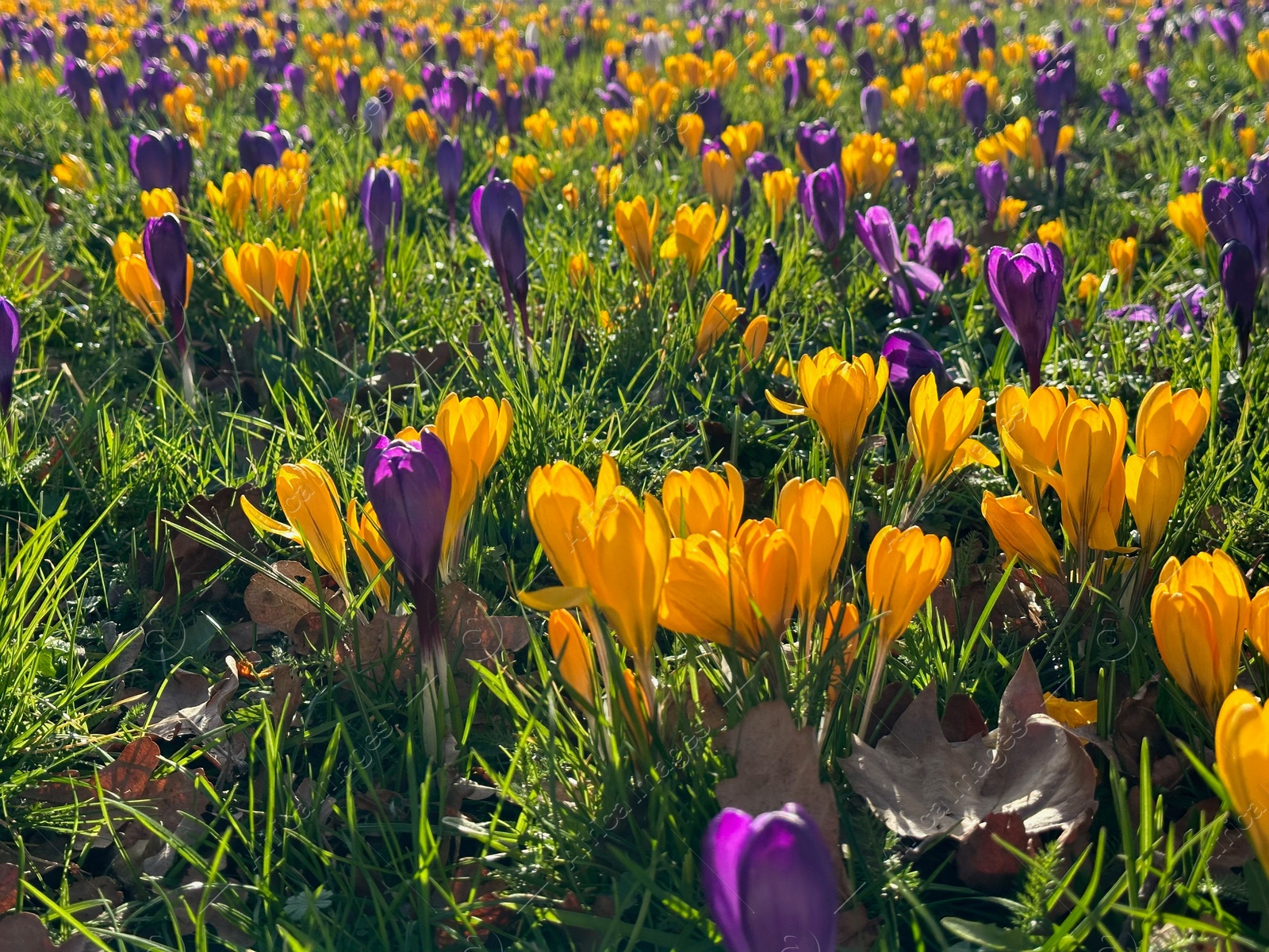 Photo of Beautiful yellow and purple crocus flowers growing in grass near autumn leaves on sunny day