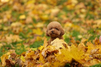 Cute Maltipoo dog playing in heap of dry leaves in autumn park