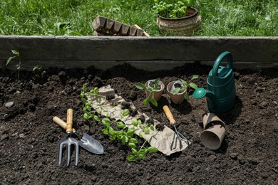 Many seedlings and different gardening tools on ground outdoors