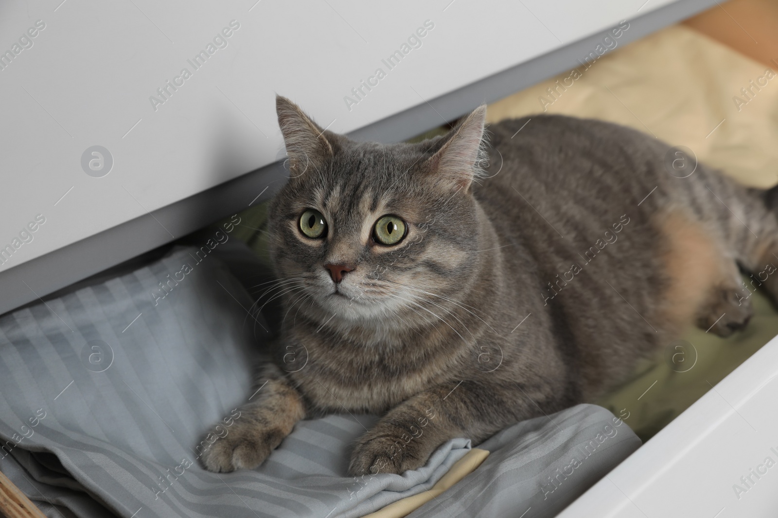 Photo of Beautiful grey tabby cat lying on clothes in drawer of dresser at home. Cute pet