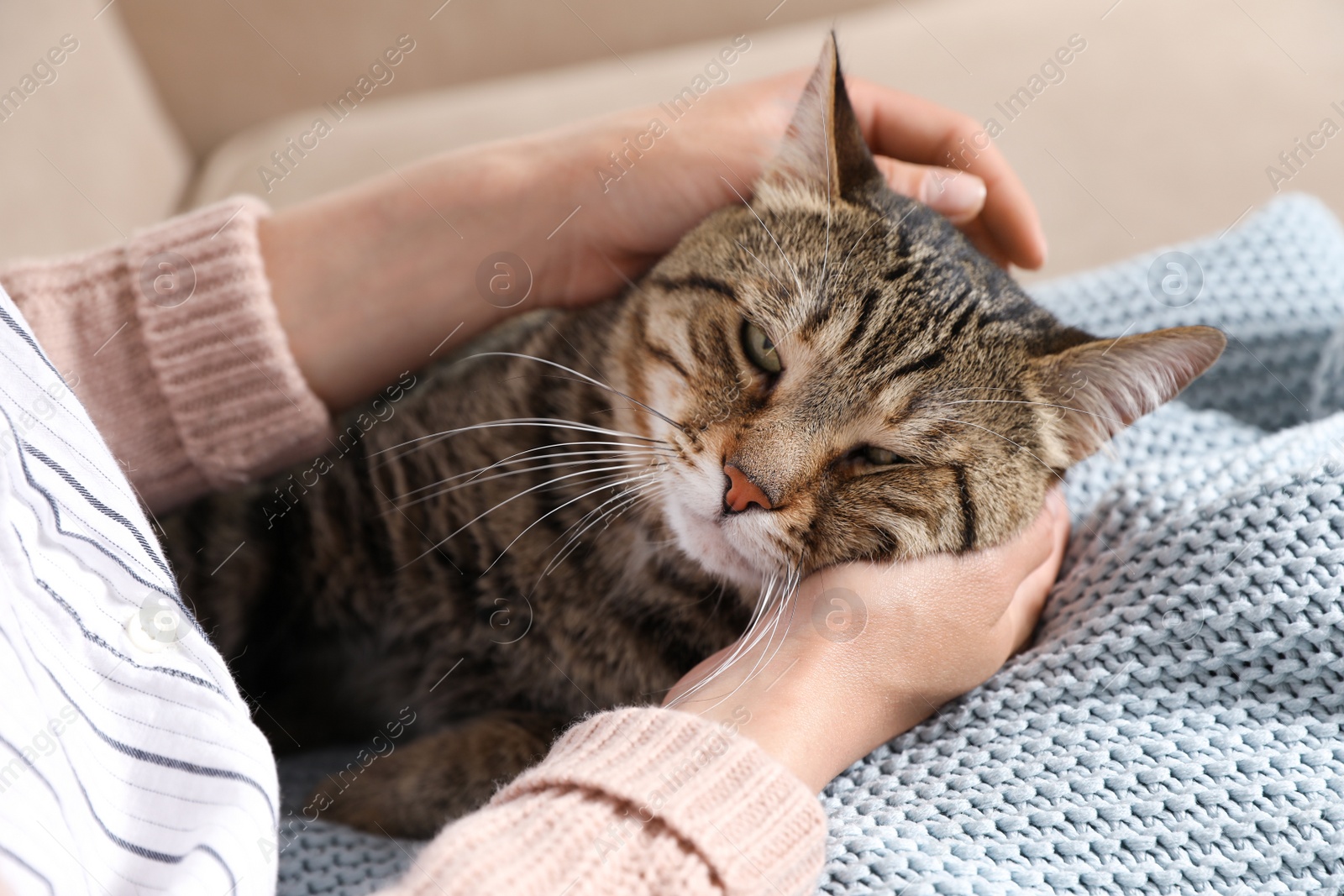 Photo of Cute tabby cat with owner on sofa, closeup. Friendly pet