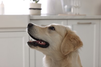 Cute Labrador Retriever showing tongue in kitchen at home