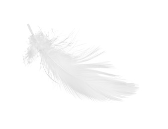 Beautiful fluffy bird feather isolated on white