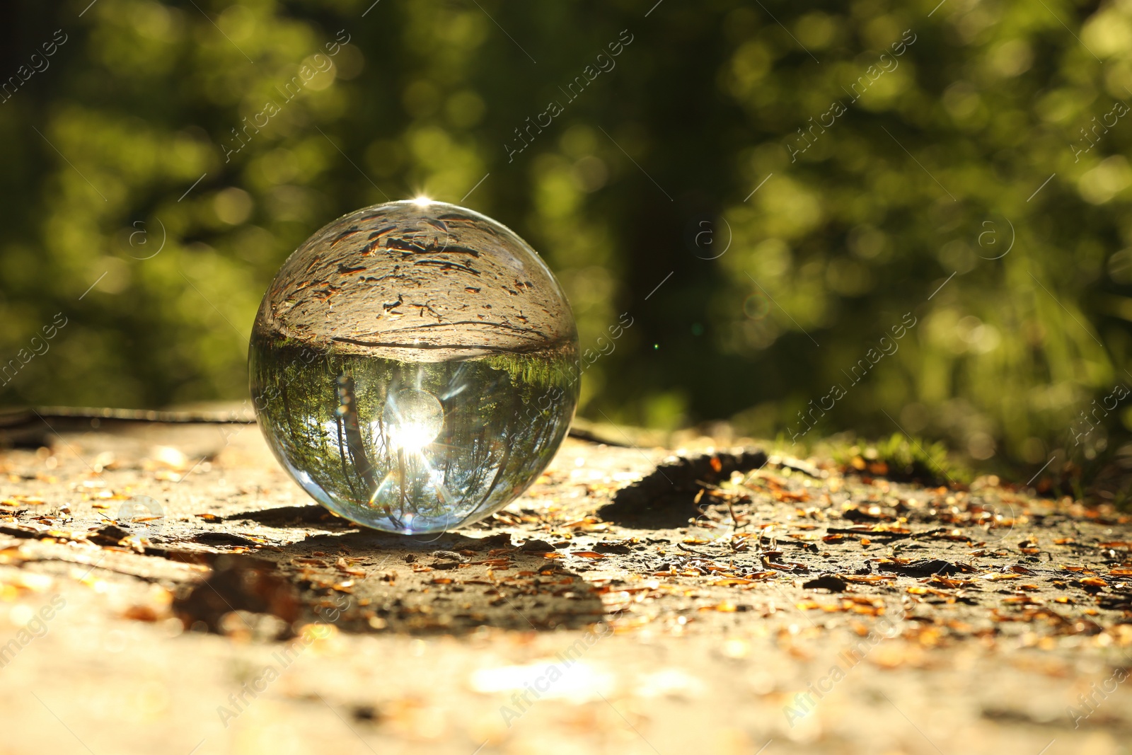 Photo of Beautiful forest with green trees, overturned reflection. Crystal ball on ground outdoors. Space for text