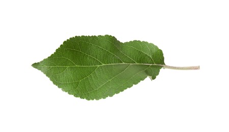 Photo of One fresh apple tree leaf isolated on white