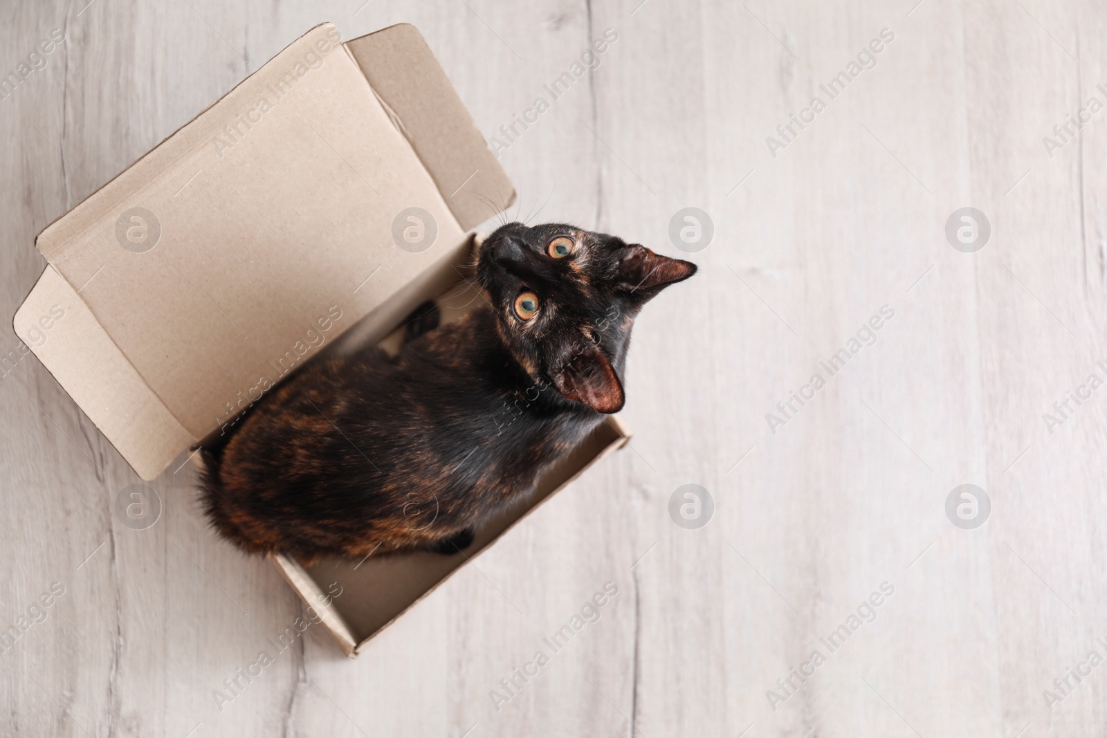 Photo of Cute black cat in cardboard box on floor at home, top view