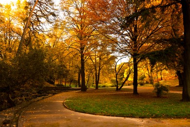 Photo of Beautiful yellowed trees and pathway in park