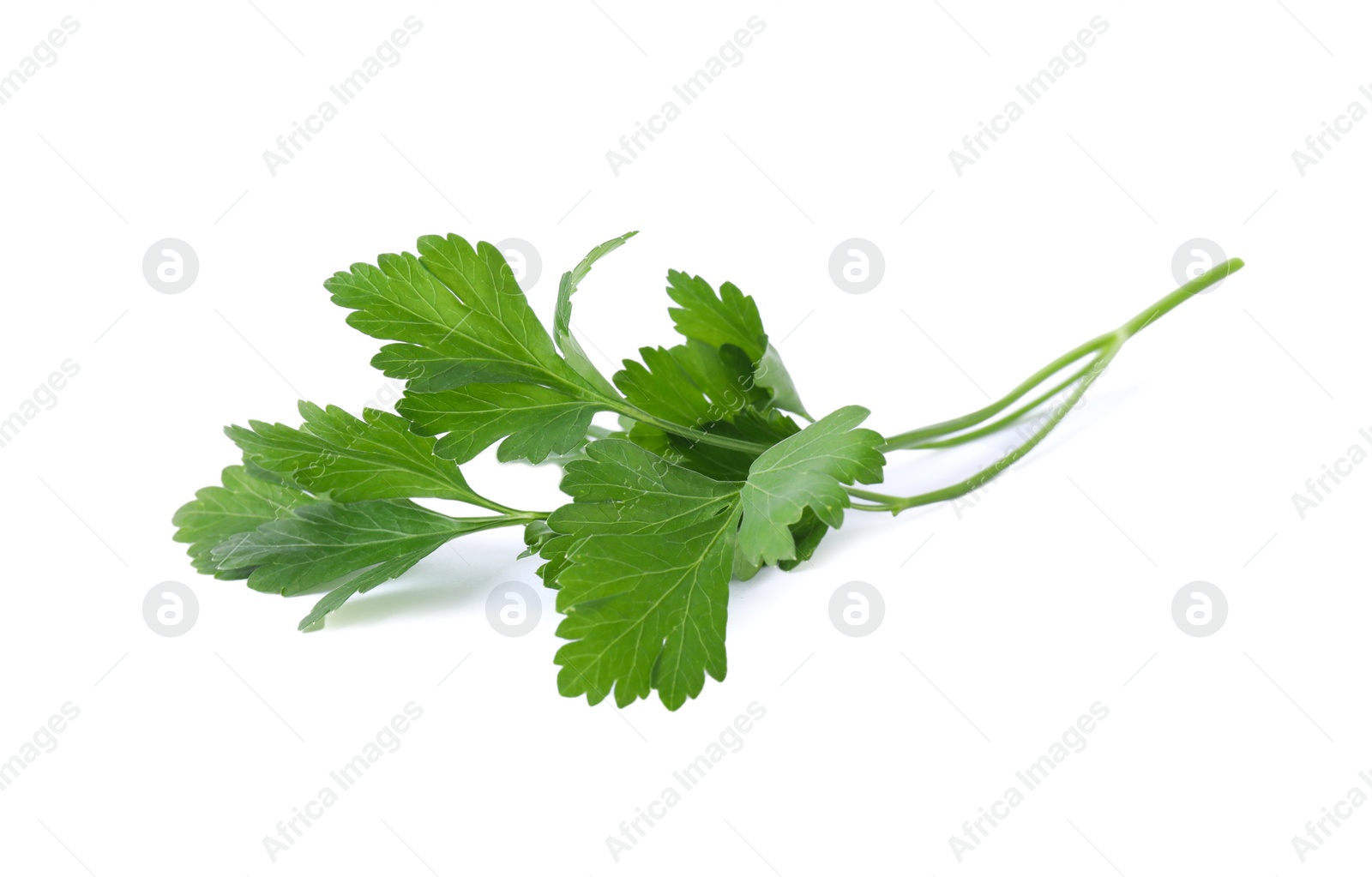 Photo of Aromatic fresh green parsley isolated on white