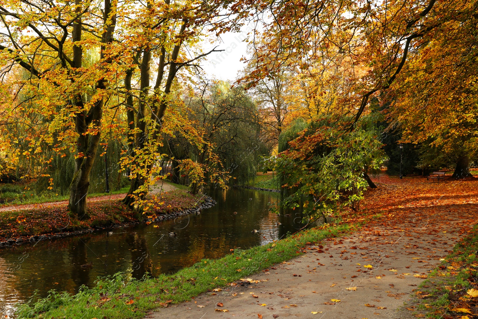 Photo of Beautiful park with yellowed trees and river