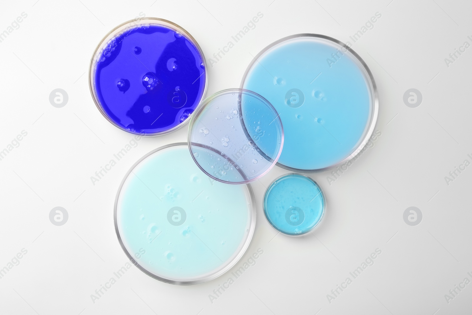 Photo of Petri dishes with different liquid samples on white background, top view