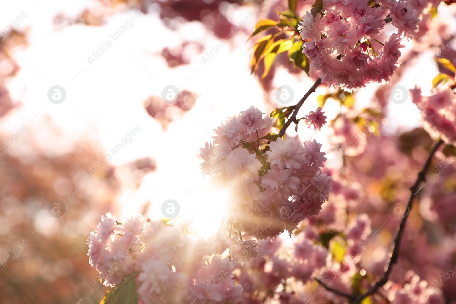 Photo of Beautiful blooming sakura outdoors on sunny spring day, space for text