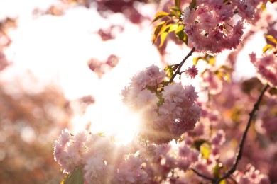 Beautiful blooming sakura outdoors on sunny spring day, space for text